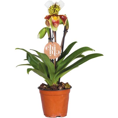 PAPUCSORCHIDEA termékképe