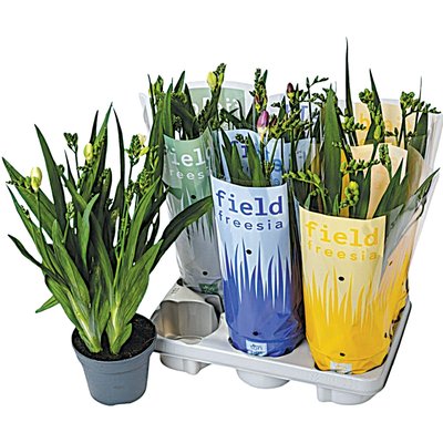 FRÉZIA MIX termékképe