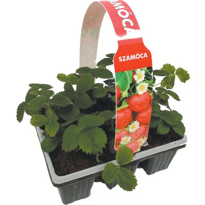 ORFIVIFLA NÖVÉNY DISPLAY termékképe