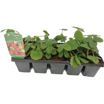 FISCHORZÖ NÖDÉNY DISPLAY termékképe