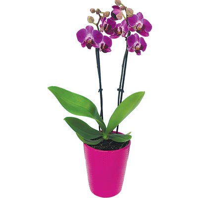 KÉTÁGÚ ORCHIDEA KERÁMIÁBAN termékképe