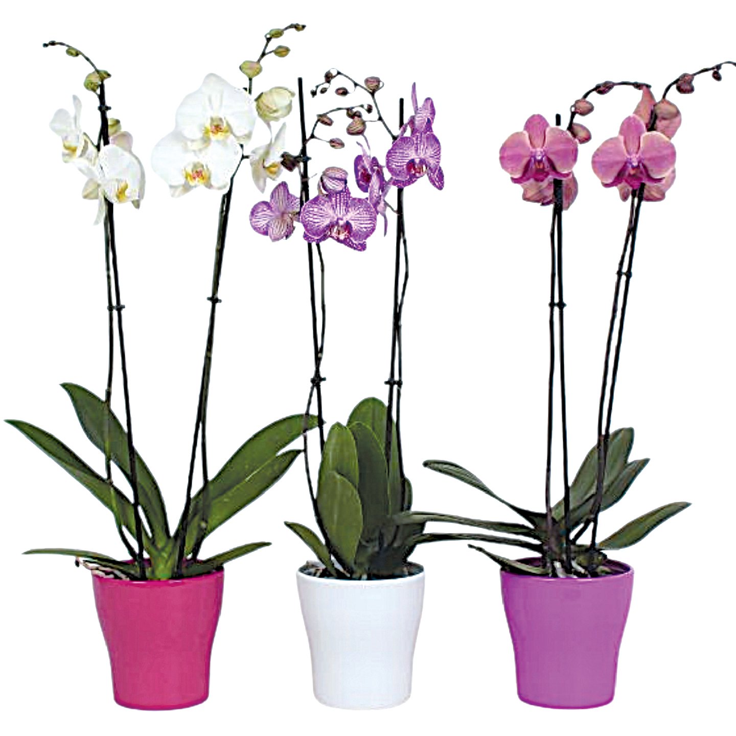 Kétágú Orchidea Kerámiában