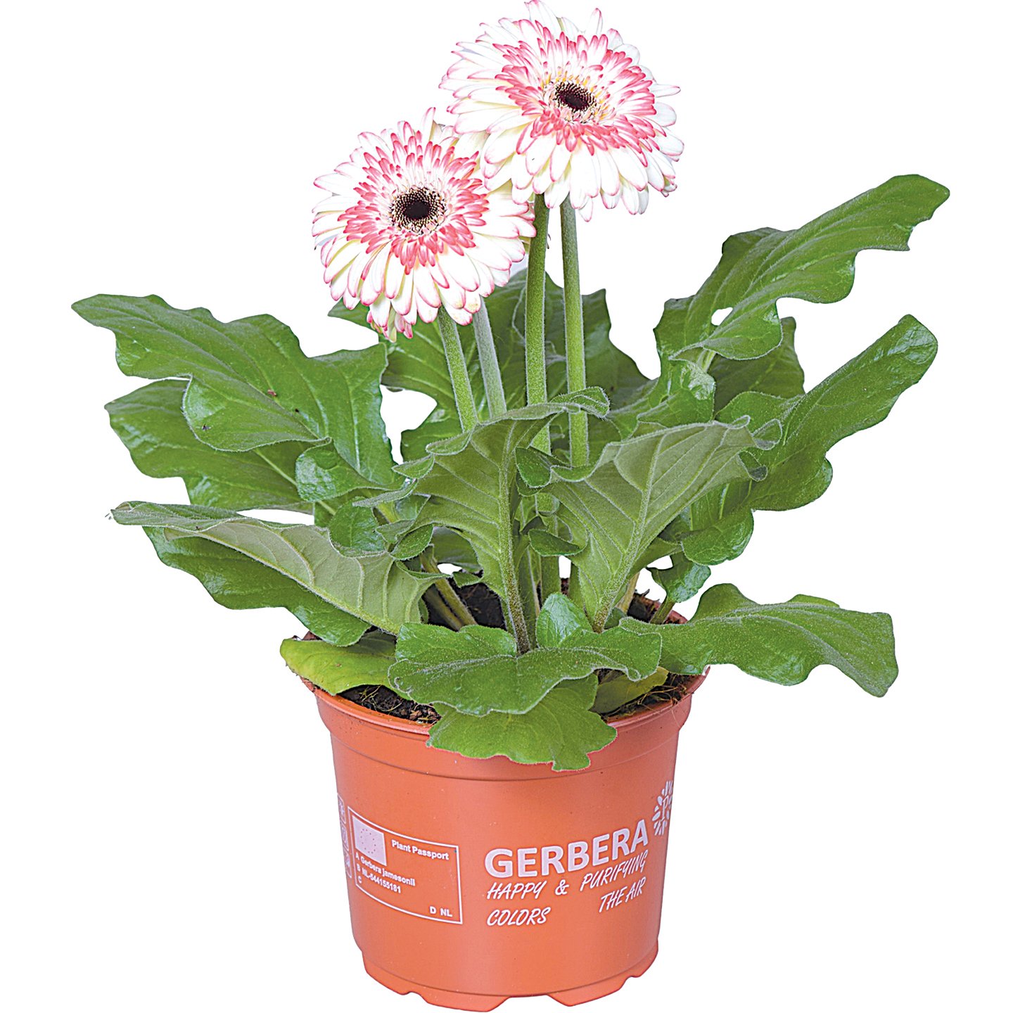 Gerbera Mix