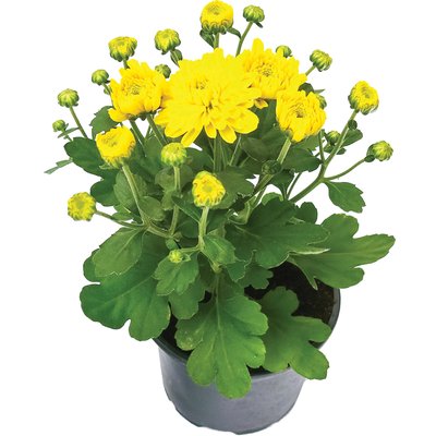 KRIZANTÉM MULTIFLORA termékképe