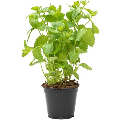 Image of MENTA