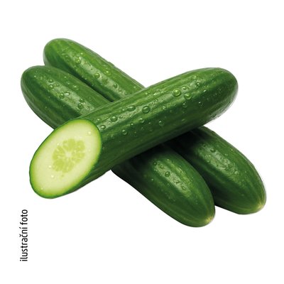 obrázek Okurka salátová