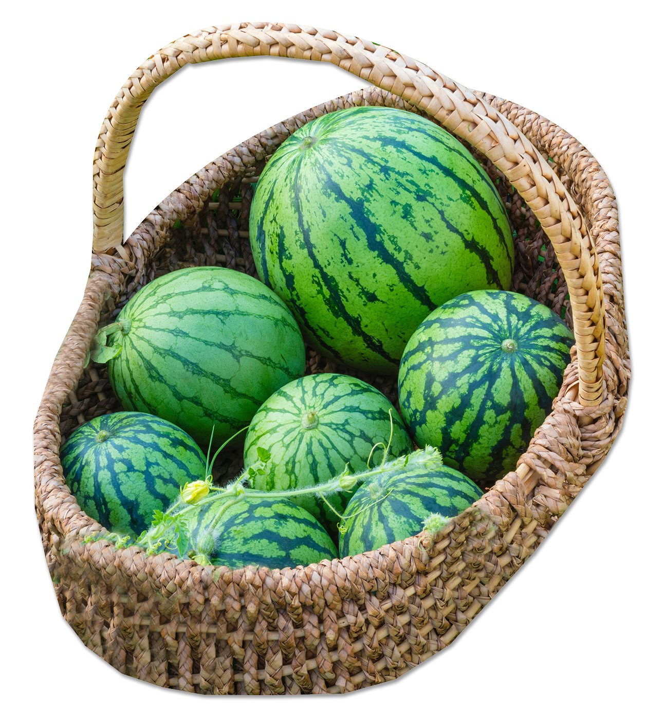 Pepene Pentru Murat