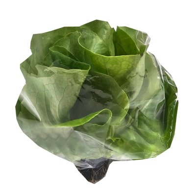 Imaginea SALATA VERDE CU RADACINA