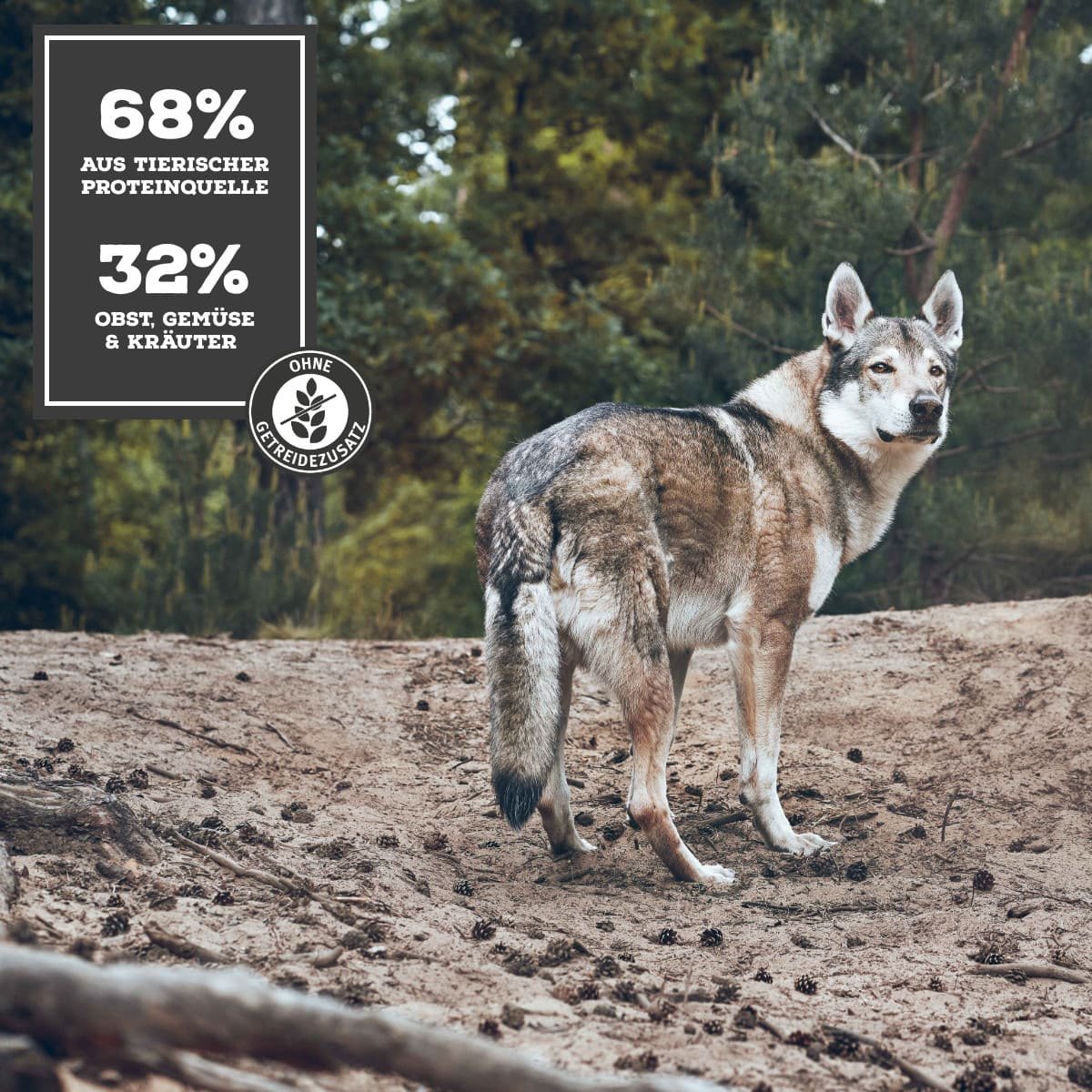 hundemantel für geschirr Vera Hundemantel mit integriertem Geschirr