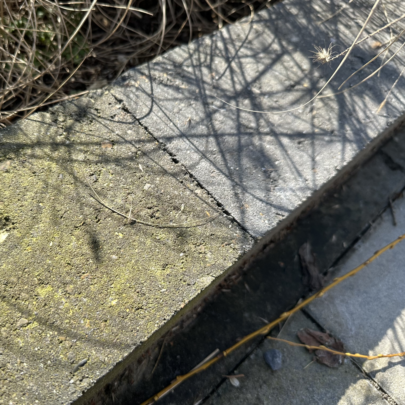 CleansomeBIOGreenRestorevoorna2