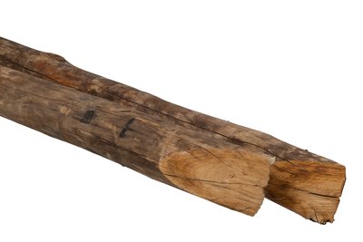 Paal_Cloeziana_10_12cm_gepunt_side