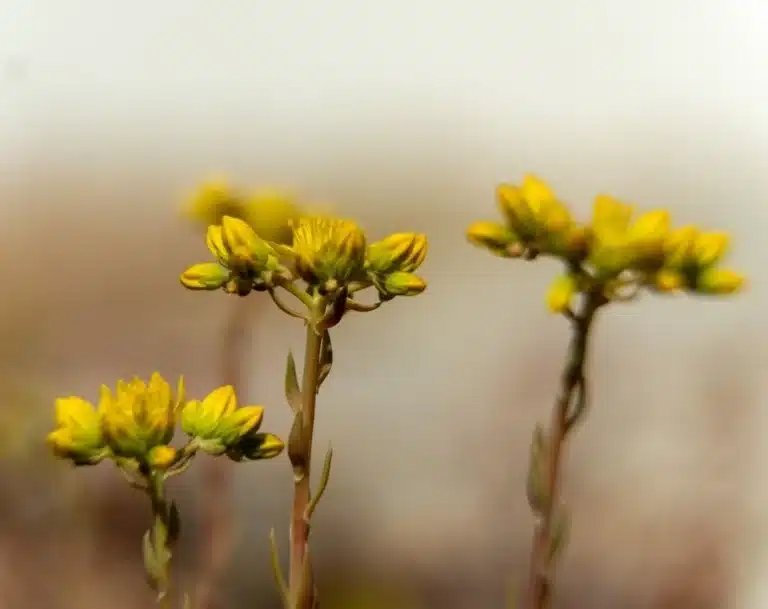 Sedum_Cassettes_lichtgewicht4