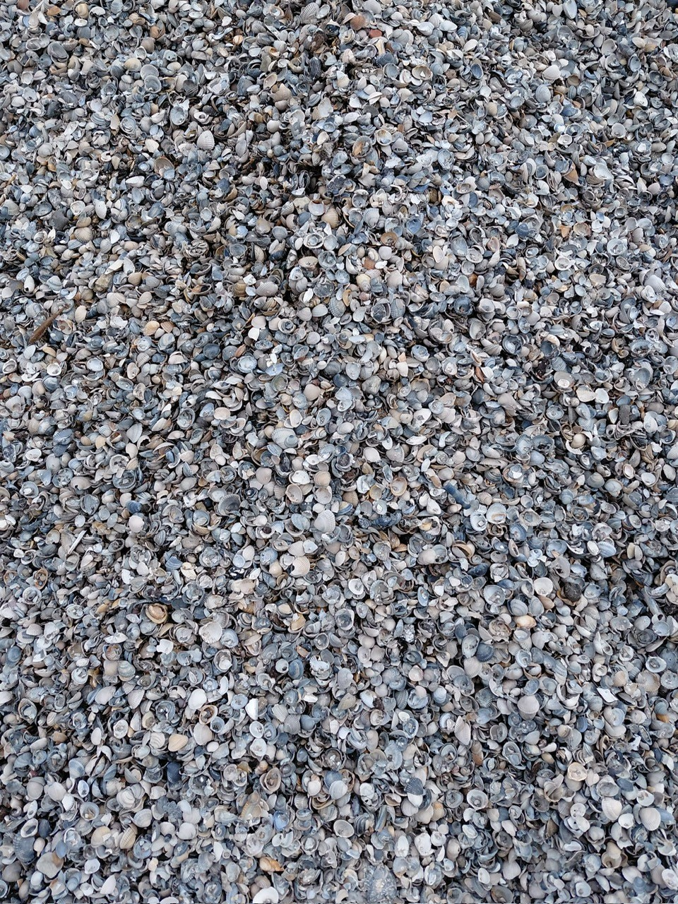 model_Schone_schelpen_GN_2026_2