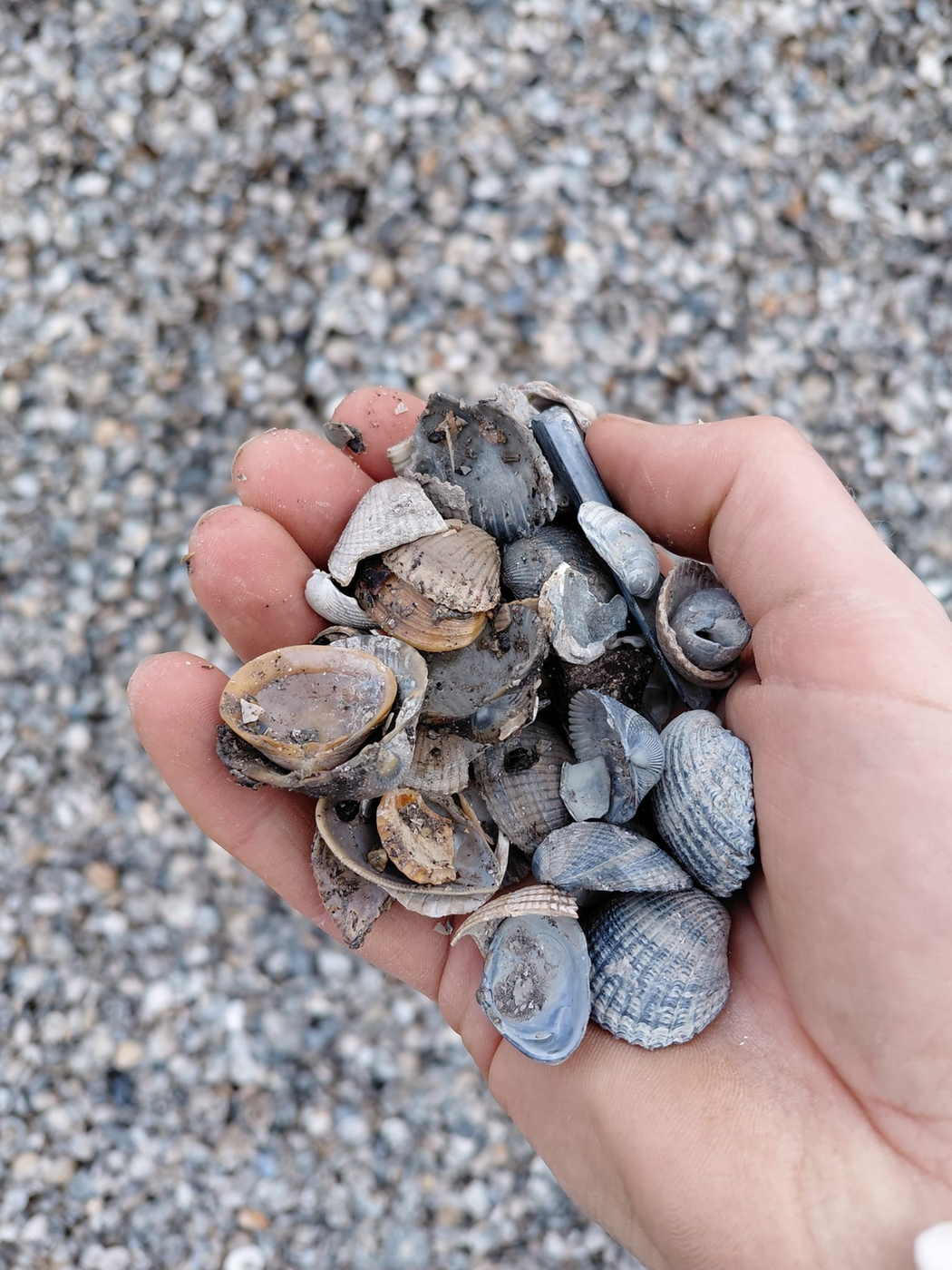 model_Schone_schelpen_GN_2026_1