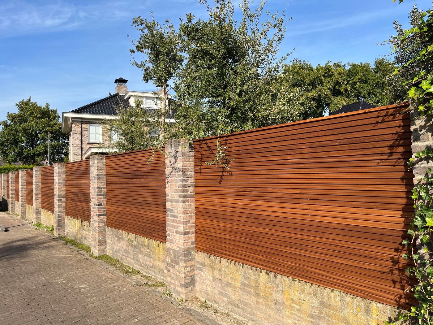 model_schutting_ayous_bruin_lang