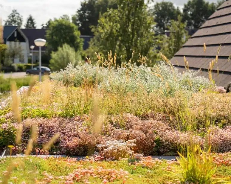 sf_Kruiden_sedumdak1