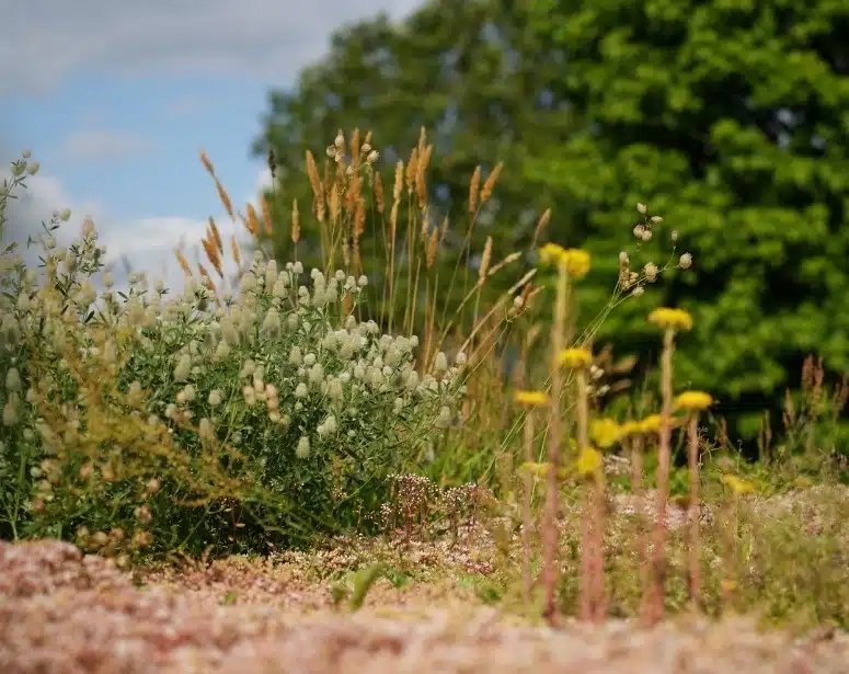 sf_Kruiden_sedumdak2