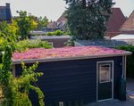 sf_licht_gewicht_sedumdak1