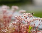 sf_licht_gewicht_sedumdak4