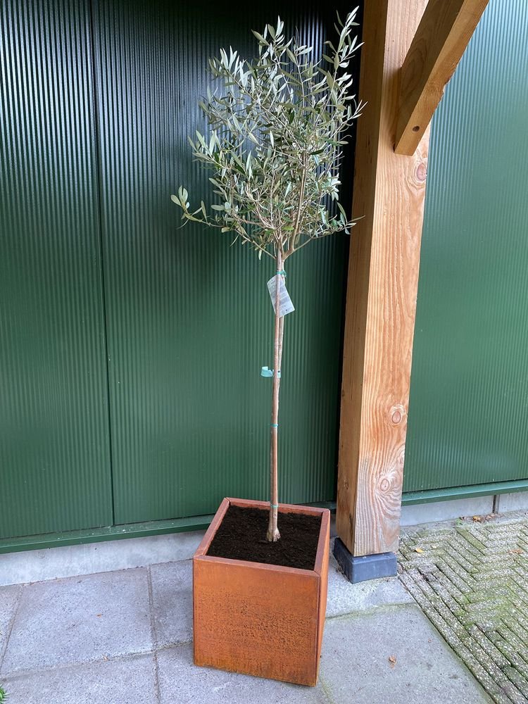 wovar_cortenstaal_plantenbak_40_x_40_x_40_cm_bloembak_1