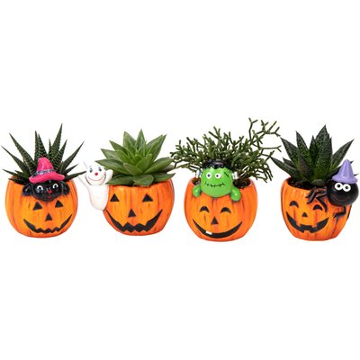 Image of Mini Sukkulente Halloween mit Musik*
