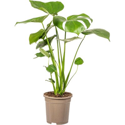 Image of Grünpflanzen Mix*