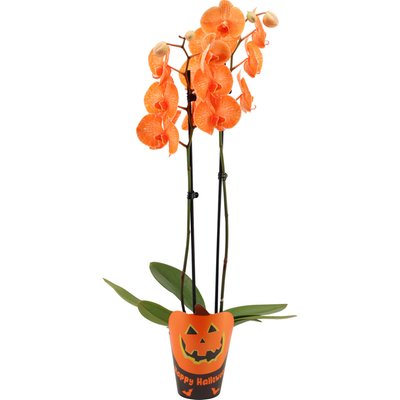 Image of Halloween-Orchidee*