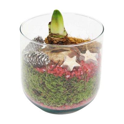 Image of Amaryllis-Arrangement im Glas*