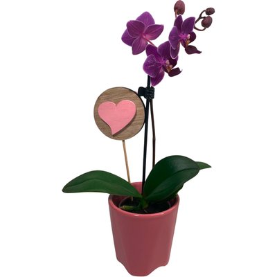 Image of Mini-Orchidee in Keramik*