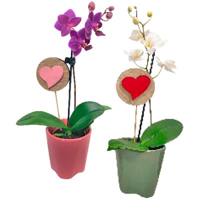 Image of Mini-Orchidee in Keramik*
