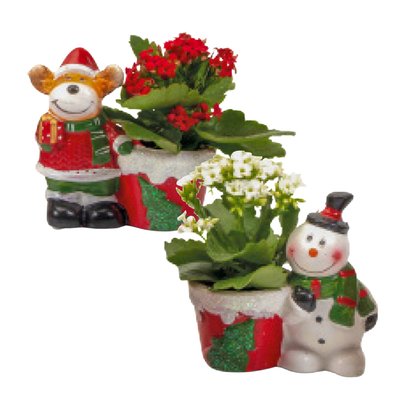 Image of Mini Kalanchoe in Weihnachtskeramik*