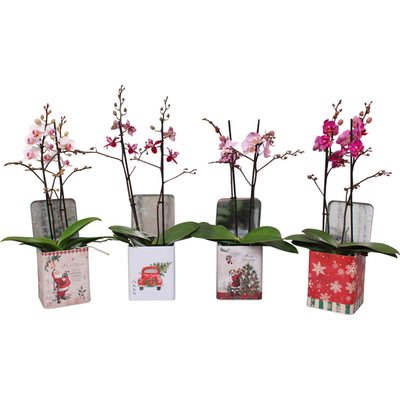 Image of Orchidee Multiflora in Geschenkdose*