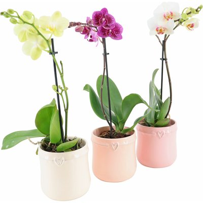 Image of Mini-Orchidee in Keramik*