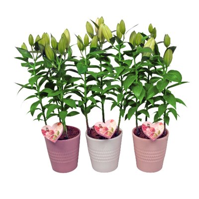 Image of Orientalische Lilien in Keramik*