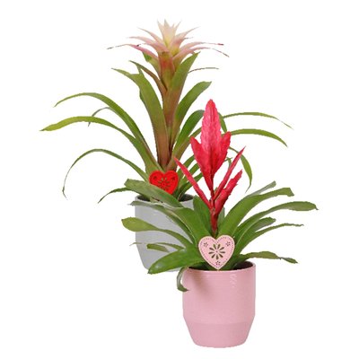 Image of Bromelien Mix*
