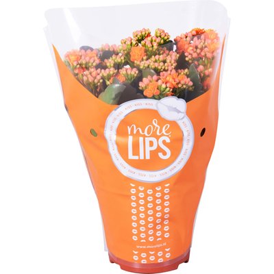 Image of Gefüllte Kalanchoe "More Lips"*