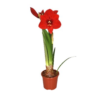 Image of Amaryllis*