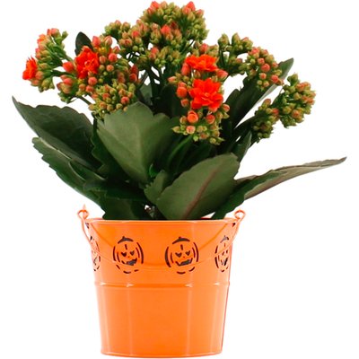 Image of Halloween - Kalanchoe Im Zinkeimer*