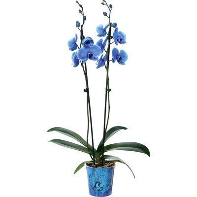 Image of Orchidee Magic Colour*