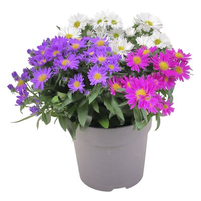 Image of Astern Carneval Trio**