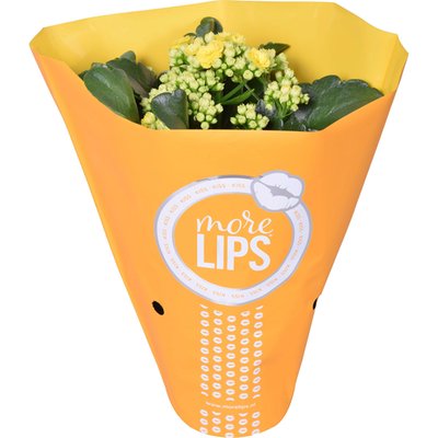 Image of Gefüllte Kalanchoe im Körbchen*