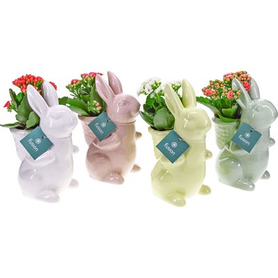 Image of Keramikhase bepflanzt*