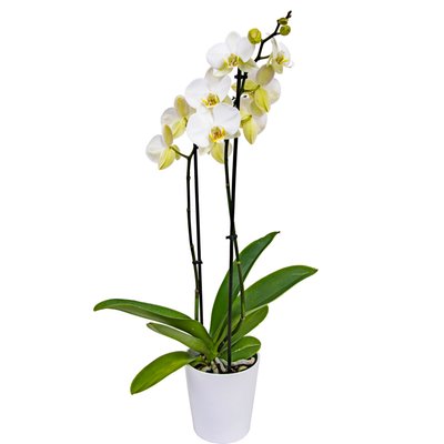 Image of Orchidee in Keramik*