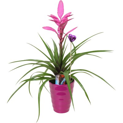 Image of Bromelie in Keramik*