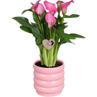 Image of Zimmercalla in Keramik*