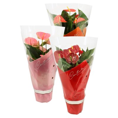 Image of Flamingoblume in Ziertüte*