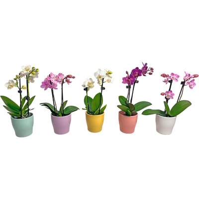 Image of Mini Orchidee*