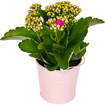 Image of Blühpflanzen Mix im Zinkkübel*