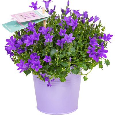 Image of Glockenblume