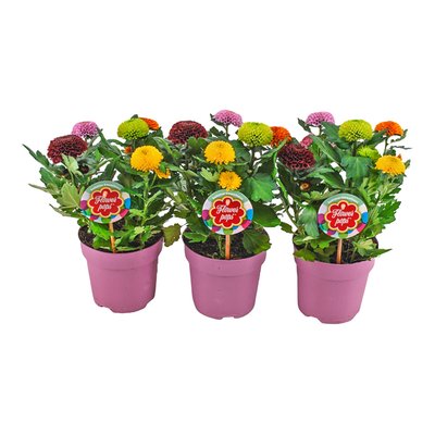 Image of Chrysanthemen "Flowerpops"*